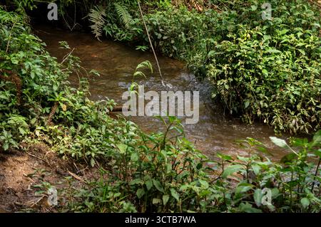 Ein sanfter Bach fließt durch üppiges Grün mit schlammigen Ufern und Pflanzen, die sich auf dem Pinheiro Velho Trail zum Wasser neigen und eine ruhige Waldszene schaffen. Stockfoto