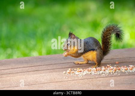 Issaquah, Washington, USA. Douglas Eichhörnchen isst eine Erdnuss auf Deck Stockfoto