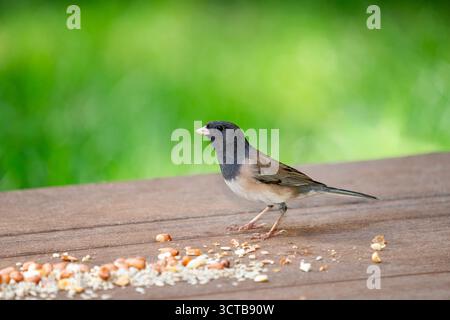 Issaquah, Washington, USA. Weiblicher dunkeläugiger Junco isst Vogelsamen und Erdnüsse von einem Deck Stockfoto