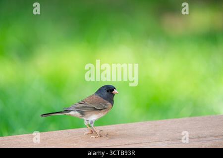 Issaquah, Washington, USA. Dunkeläugige Junco, die am Rand eines Decks steht Stockfoto