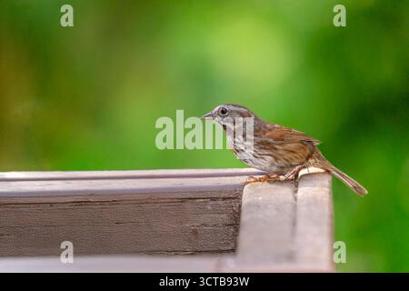 Issaquah, Washington, USA. Lied Sparrow steht am Rand einer leeren Blumenkasten Stockfoto