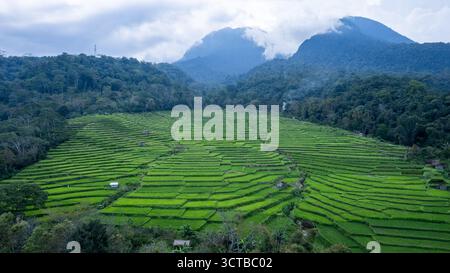 Blick aus der Vogelperspektive auf üppig grüne Reisterrassen, die einzigartige Muster in einer tropischen Landschaft bilden. Stockfoto