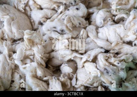 Nahaufnahme des Texturhintergrunds der flauschigen Seidenbaumwolle (Bombax ceiba). Weiches, naturweißes Kapok oder Shimul Tula zum Füllen von Bettwäsche, Kissen, und Stockfoto