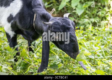 Nahaufnahme einer schwarzbengalischen Ziege (Capra aegagrus hircus), die auf einer sonnigen Wiese frisches grünes Blatt isst. Ländliche Haustierhaltung, Livesto Stockfoto