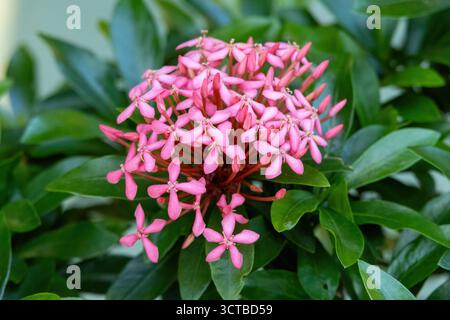 Nahaufnahme eines leuchtend rosa Ixora coccinea Blütenstraums. Tropical Dschungel Geranium, Rangan oder Flame of the Woods blüht reich. Schön, farbenfroh, Stockfoto