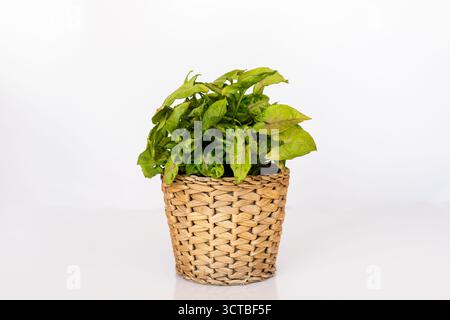 Syngonium podophyllum Gänsefuß-Pfeilspitze-Zimmerpflanze in gewebtem Korb auf weißem Hintergrund Stockfoto