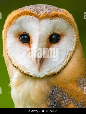 Scheuneneule. Tyto Alba Kopfschuss aus nächster Nähe. Majestätisches Scheuneneule-Porträt. Stockfoto