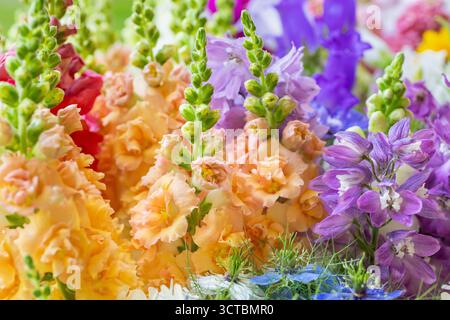 Nahaufnahme von frisch geschnittenen pastellfarbenen Frühlingsblumen. Wunderschönes Delphinium, canterbury Glocken und Schnappdrachen. Details der Blüten. Stockfoto