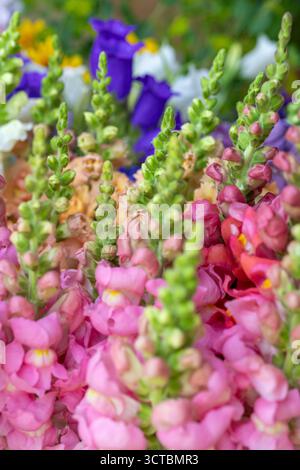 Nahaufnahme von frisch geschnittenen snapdragon-Blüten in verschiedenen Farben. Pastellfarbene Schnappblumen. Snapdragon Blooms Detailaufnahme. Stockfoto