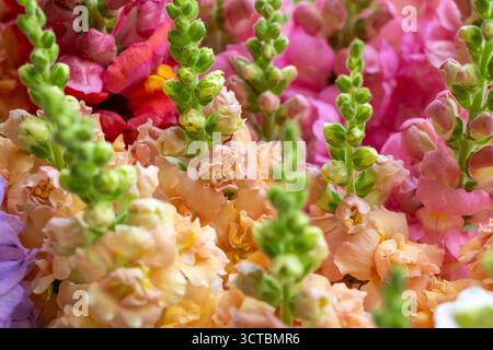 Nahaufnahme von frisch geschnittenen snapdragon-Blüten in verschiedenen Farben. Pastellfarbene Schnappblumen. Snapdragon Blooms Detailaufnahme. Stockfoto