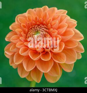 Orange Sylvia Dahlienblume. Stockfoto