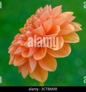 Orange Sylvia Dahlienblume. Stockfoto