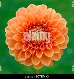 Orange Sylvia Dahlienblume. Stockfoto