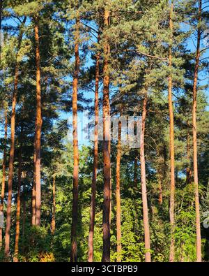 Sonnendurchfluteter Kiefernwald in Ultra High Resolution – ruhige Waldlandschaft mit hohen Bäumen, natürlichem Licht und lebendigem Grün. Stockfoto