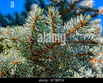 Ultra High Resolution Blue Fruce Tree Close-up mit silbernen Nadeln und radialen Ästen – Premium Hintergrund für Natur und Design Stockfoto