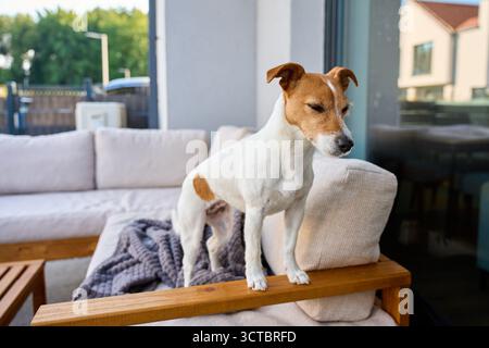 Jack Russell Terrier steht auf dem Sofa auf der Terrasse. Kleiner Hund, der auf dem Hof in der Nähe des Wohnhauses ruht. Konzept der Tierpflege und des Wohnkomforts Stockfoto