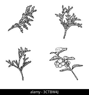 Wacholder und Schneebeere, Schwarzweiß-Skizze. Vektorabbildung. Satz Winterzweige, isoliert auf weißem Hintergrund. Neujahrskonzept, Geschenk Stock Vektor