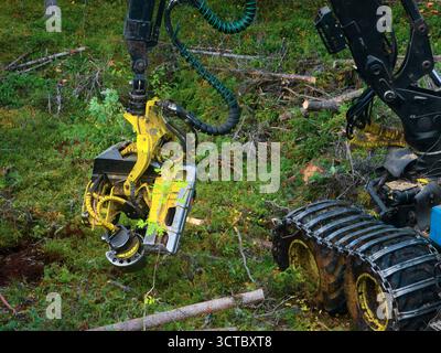 Luftaufnahme von Holzerntemaschinen, die tagsüber in einer dichten Waldlichtung betrieben werden Stockfoto