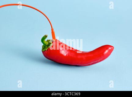 Rote Chilischote, die an eine orangefarbene Audiobuchse auf hellblauem Hintergrund angeschlossen wird. Technologie und natürliche Lebensmittelmischung Stockfoto