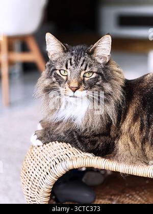 Die norwegische Waldkatze kühlt auf dem Tisch. Stockfoto