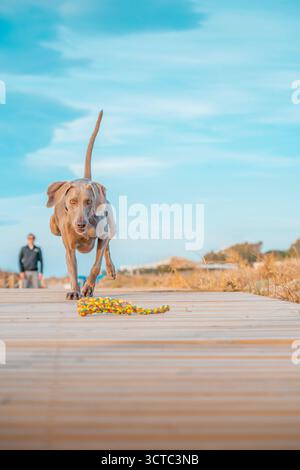 Ein wunderschöner Weimaranerhund, der direkt auf einem Holzsteg in Richtung Kamera läuft, fokussiert auf ein farbenfrohes Seilspielzeug, mit verschwommenem Hintergrund Stockfoto