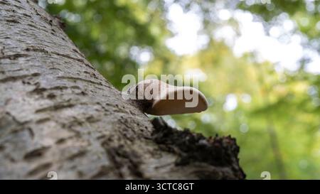 Fomitopsis betulina (früher Piptoporus betulinus), allgemein bekannt als die Birke Polypore, Birke Bracket, oder Rasierklinge, ist ein häufiger Bracket Pilz Stockfoto