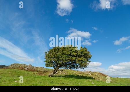 Einsamer Weißdornbaum auf Fjällen über Cartmel, Cumbria, England Stockfoto