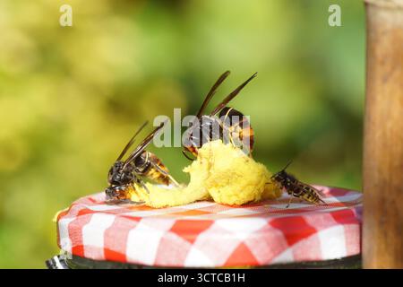 Asiatische Hornet ssp. Nigrithorax, Asiatische Schwarze Hornet (Vespa velutina nigrithorax). Auf Ködertopf mit gelbem Tuch und Lockmittel Stockfoto
