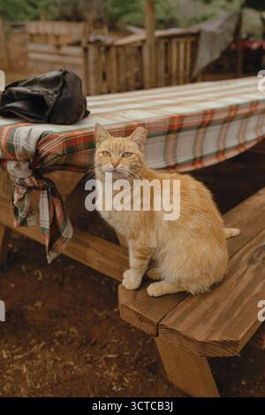 Ingwerkatze sitzt auf einer Holzbank neben einem karierten Picknicktisch Stockfoto