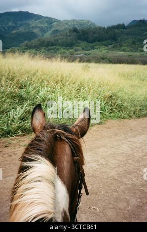 Ein Reiterblick vom Pferd auf Maui. Stockfoto