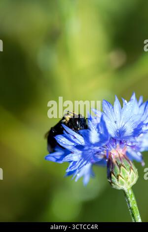 Nasse Hummel, die in der blauen Maisblüte ruht, trocknet in der Sonne Nahaufnahme, nasse Hummel Makro, zarte Natur, Klimawandel Stockfoto