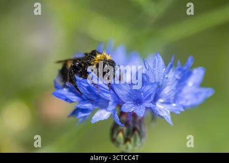 Nasse Hummel, die in der blauen Maisblüte ruht, trocknet in der Sonne Nahaufnahme, nasse Hummel Makro, zarte Natur, Klimawandel Stockfoto