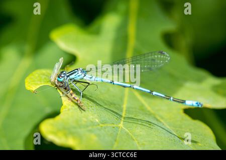 Blaue Jungfrauenfliege, die im Sonnenlicht Beute auf grünem Blatt isst, im Nahbereich, Raubfischinsekte fressen Beute, Makroinsektenfoto, Stockfoto