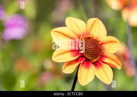 Dahlia Mondfeuer Blume Natur Hintergrund mit grünem verschwommenem Hintergrund, Kopierraum Blume Hintergrund, Natur Hintergrund Stockfoto