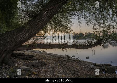 Die ruhige Donau erstreckt sich unter klarem Himmel. Eine große Weide lehnt sich über das Wasser, während die Sonne hinter den Bäumen aufgeht und ein friedliches atmos schafft Stockfoto