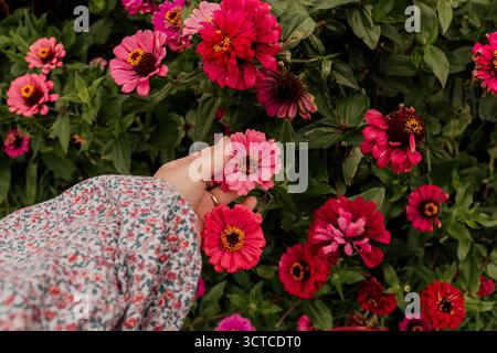 Nahaufnahme von Hand, die rosa Zinnienblüte pflückt Stockfoto