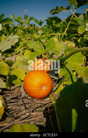 Orangenkürbisse, die im Kürbisfeld wachsen Stockfoto