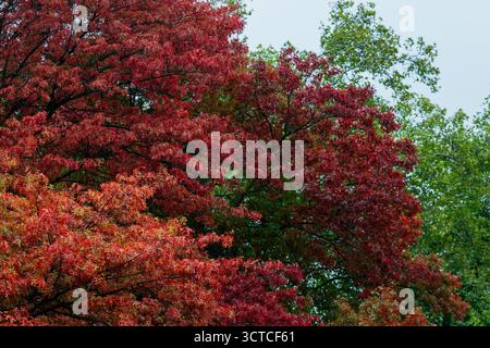 Düsseldorf, Deutschland. Oktober 2025. Am Rheinufer stehen Ahornbäume mit herbstlich orange-roten Blättern. Quelle: Rolf Vennenbernd/dpa/Alamy Live News Stockfoto