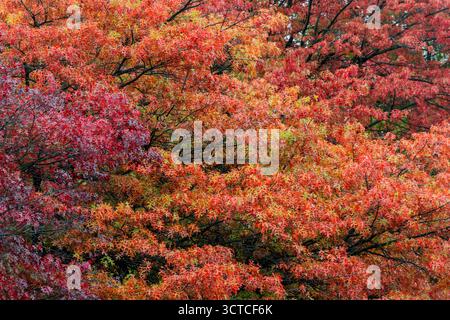 Düsseldorf, Deutschland. Oktober 2025. Am Rheinufer stehen Ahornbäume mit herbstlich orange-roten Blättern. Quelle: Rolf Vennenbernd/dpa/Alamy Live News Stockfoto