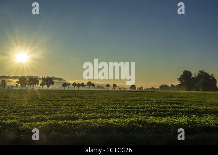 Am frühen Morgen erhellt die aufgehende Sonne ein üppiges grünes Feld. Bäume stehen majestätisch am Horizont, während Nebel sanft die Landschaft umhüllt Stockfoto