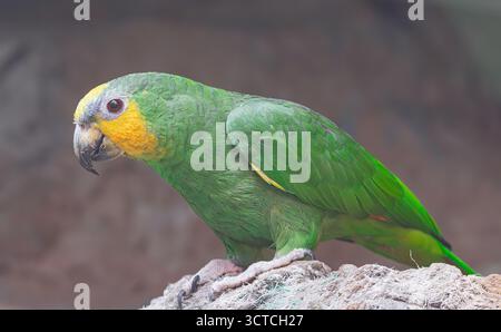 Gelb gekrönter amazonas (Amazona ochrocephala), auf einem Felsen, Seitenansicht Stockfoto