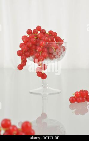 Rote Johannisbeere in einem dekorativen Glas mit Reflexionen im Glastisch und hellem Stoff im Hintergrund. Teil einer größeren Serie. Stockfoto