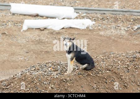 Husky wie Mixed-Rassehund, der draußen auf einem Steinhaufen sitzt Stockfoto