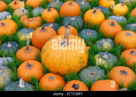 Dieses Bild zeigt eine bunte Auswahl an Kürbissen in verschiedenen Formen und Größen, die das Wesen der Herbstsaison in einem lebhaften grünen Gras festhalten Stockfoto