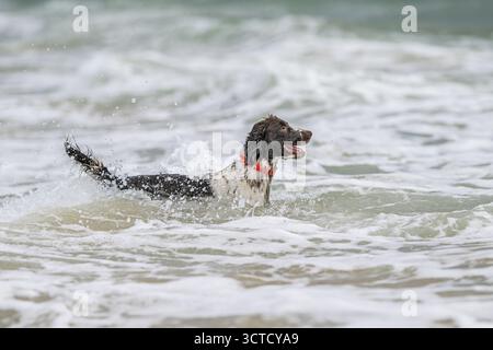 Ein englischer Springer Spaniel spielt fröhlich in der Brandung eines spanischen Strandes, sein braun-weißes Fell glänzt, während er durch die Wellen plätschert. Stockfoto