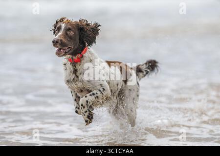 Ein englischer Springer Spaniel plätschert fröhlich durch die flachen Wellen Spaniens, sein braun-weißes Fell durchnässt und die Ohren vor Begeisterung. Stockfoto