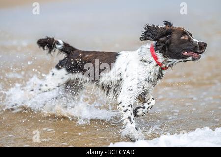 Ein englischer Springer Spaniel plätschert fröhlich durch die flache Brandung in Spanien, wobei Wasser um seine Beine explodiert, während es sich vor Energie bewegt. Stockfoto