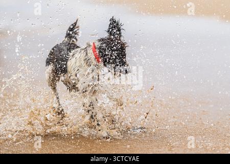 Ein englischer Springer Spaniel spritzt in der Brandung und tränkt sein braun-weißes Fell. Stockfoto
