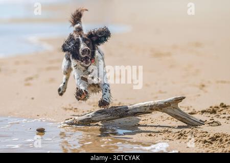 Ein englischer Springer Spaniel springt fröhlich über Treibholz an einem sonnigen Strand in Spanien und jagt einem Stein mit energischer Begeisterung nach. Stockfoto