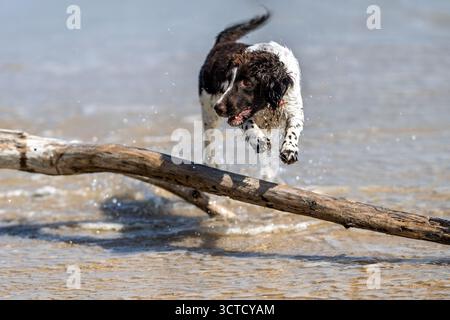 Ein energiegeladener englischer Springer Spaniel entspringt über Treibholz am Wasserrand und plätschert mit einem braun-weißen Fell und rotem Colla durch die Brandung Stockfoto